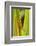 Central America, Costa Rica. Pacific Anole Lizard on Plant-Jaynes Gallery-Framed Photographic Print