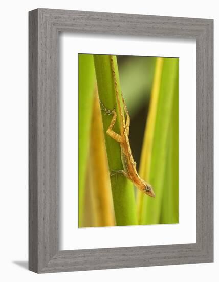 Central America, Costa Rica. Pacific Anole Lizard on Plant-Jaynes Gallery-Framed Photographic Print