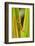 Central America, Costa Rica. Pacific Anole Lizard on Plant-Jaynes Gallery-Framed Photographic Print