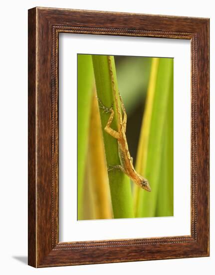 Central America, Costa Rica. Pacific Anole Lizard on Plant-Jaynes Gallery-Framed Photographic Print