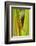 Central America, Costa Rica. Pacific Anole Lizard on Plant-Jaynes Gallery-Framed Photographic Print