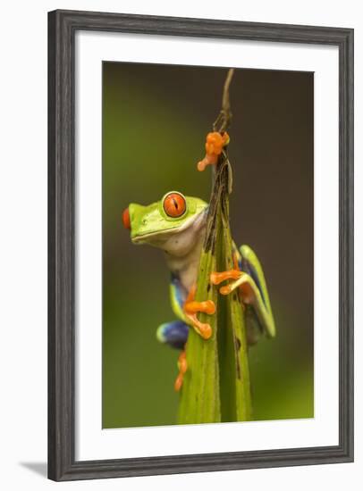 Central America, Costa Rica. Red-Eyed Tree Frog Close-Up-Jaynes Gallery-Framed Photographic Print