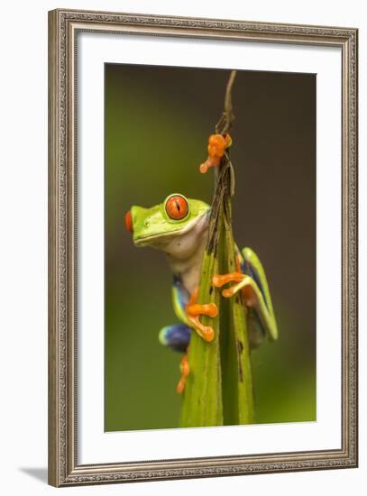 Central America, Costa Rica. Red-Eyed Tree Frog Close-Up-Jaynes Gallery-Framed Photographic Print