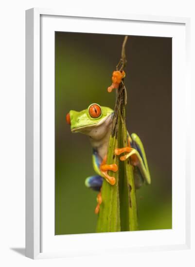 Central America, Costa Rica. Red-Eyed Tree Frog Close-Up-Jaynes Gallery-Framed Photographic Print