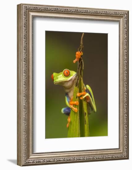 Central America, Costa Rica. Red-Eyed Tree Frog Close-Up-Jaynes Gallery-Framed Photographic Print