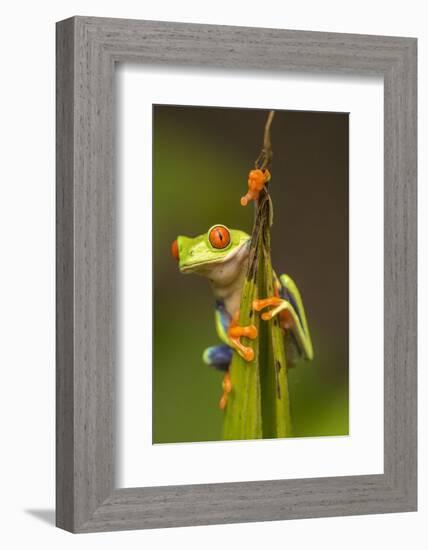 Central America, Costa Rica. Red-Eyed Tree Frog Close-Up-Jaynes Gallery-Framed Photographic Print