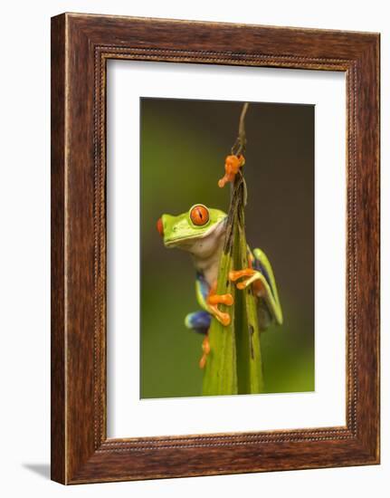 Central America, Costa Rica. Red-Eyed Tree Frog Close-Up-Jaynes Gallery-Framed Photographic Print