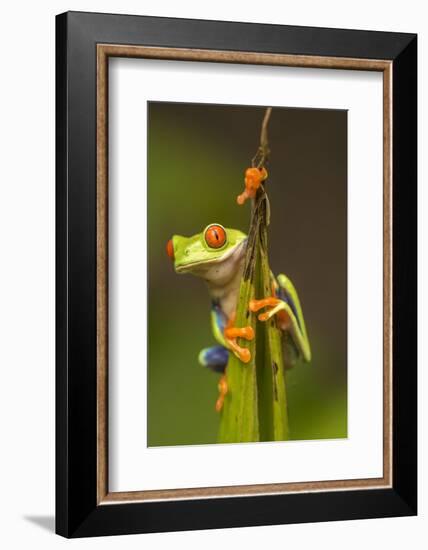 Central America, Costa Rica. Red-Eyed Tree Frog Close-Up-Jaynes Gallery-Framed Photographic Print