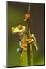 Central America, Costa Rica. Red-Eyed Tree Frog Close-Up-Jaynes Gallery-Mounted Photographic Print