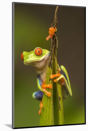 Central America, Costa Rica. Red-Eyed Tree Frog Close-Up-Jaynes Gallery-Mounted Photographic Print