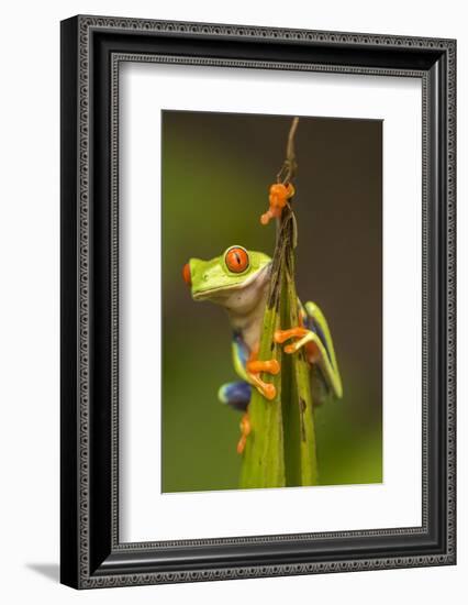 Central America, Costa Rica. Red-Eyed Tree Frog Close-Up-Jaynes Gallery-Framed Photographic Print