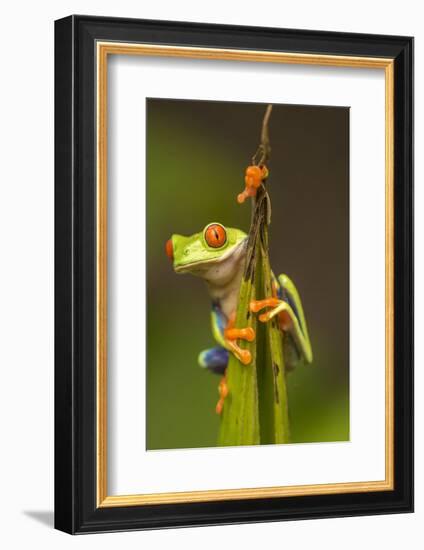 Central America, Costa Rica. Red-Eyed Tree Frog Close-Up-Jaynes Gallery-Framed Photographic Print