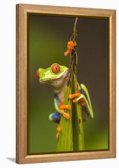 Central America, Costa Rica. Red-Eyed Tree Frog Close-Up-Jaynes Gallery-Framed Premier Image Canvas