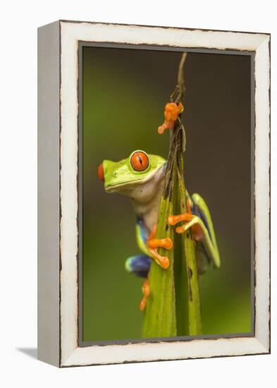 Central America, Costa Rica. Red-Eyed Tree Frog Close-Up-Jaynes Gallery-Framed Premier Image Canvas