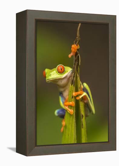 Central America, Costa Rica. Red-Eyed Tree Frog Close-Up-Jaynes Gallery-Framed Premier Image Canvas