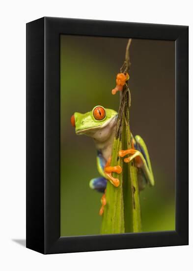 Central America, Costa Rica. Red-Eyed Tree Frog Close-Up-Jaynes Gallery-Framed Premier Image Canvas