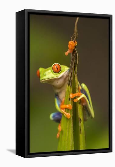 Central America, Costa Rica. Red-Eyed Tree Frog Close-Up-Jaynes Gallery-Framed Premier Image Canvas