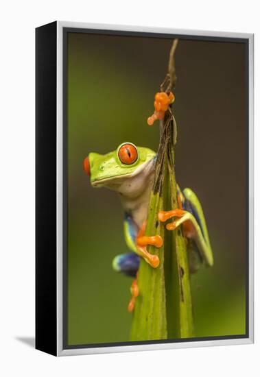 Central America, Costa Rica. Red-Eyed Tree Frog Close-Up-Jaynes Gallery-Framed Premier Image Canvas