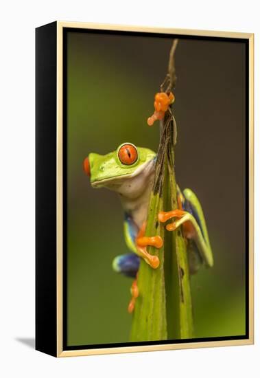 Central America, Costa Rica. Red-Eyed Tree Frog Close-Up-Jaynes Gallery-Framed Premier Image Canvas