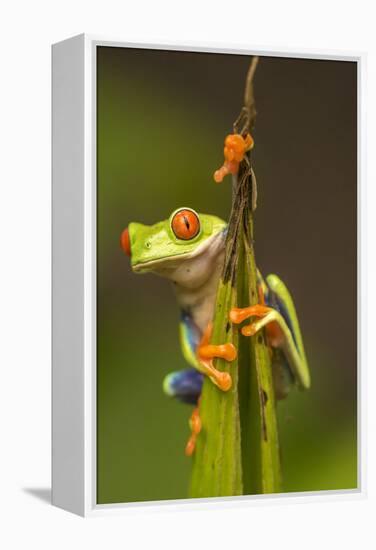 Central America, Costa Rica. Red-Eyed Tree Frog Close-Up-Jaynes Gallery-Framed Premier Image Canvas