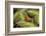 Central America, Costa Rica, Sarapiqui River Valley. Blue-Jeans or Strawberry Poison Dart Frog-Jaynes Gallery-Framed Photographic Print