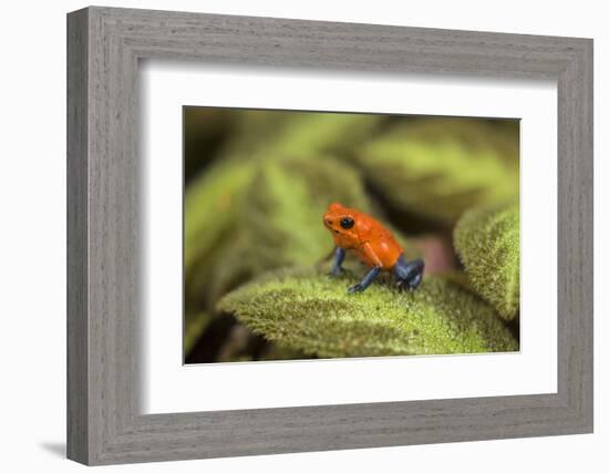 Central America, Costa Rica, Sarapiqui River Valley. Blue-Jeans or Strawberry Poison Dart Frog-Jaynes Gallery-Framed Photographic Print