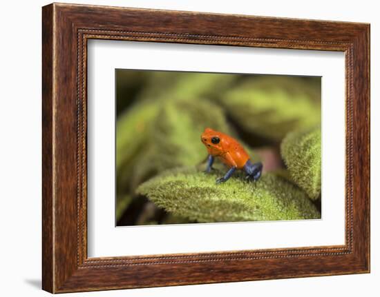 Central America, Costa Rica, Sarapiqui River Valley. Blue-Jeans or Strawberry Poison Dart Frog-Jaynes Gallery-Framed Photographic Print