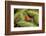 Central America, Costa Rica, Sarapiqui River Valley. Blue-Jeans or Strawberry Poison Dart Frog-Jaynes Gallery-Framed Photographic Print