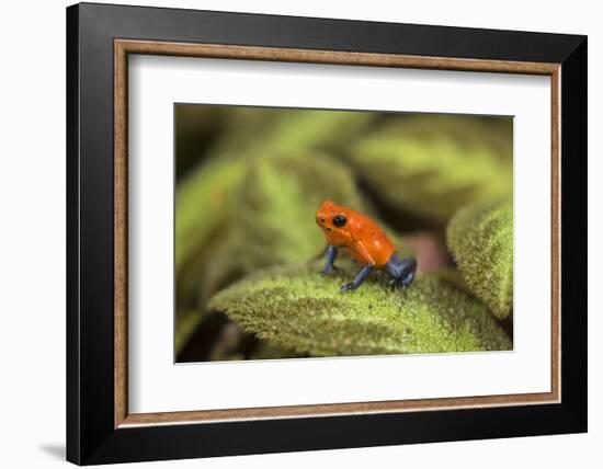 Central America, Costa Rica, Sarapiqui River Valley. Blue-Jeans or Strawberry Poison Dart Frog-Jaynes Gallery-Framed Photographic Print