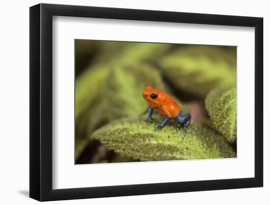 Central America, Costa Rica, Sarapiqui River Valley. Blue-Jeans or Strawberry Poison Dart Frog-Jaynes Gallery-Framed Photographic Print