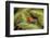 Central America, Costa Rica, Sarapiqui River Valley. Blue-Jeans or Strawberry Poison Dart Frog-Jaynes Gallery-Framed Photographic Print