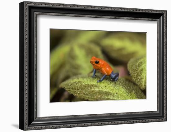 Central America, Costa Rica, Sarapiqui River Valley. Blue-Jeans or Strawberry Poison Dart Frog-Jaynes Gallery-Framed Photographic Print