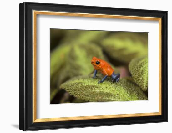 Central America, Costa Rica, Sarapiqui River Valley. Blue-Jeans or Strawberry Poison Dart Frog-Jaynes Gallery-Framed Photographic Print