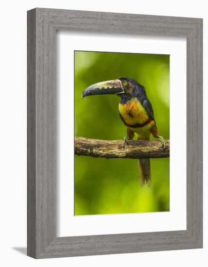 Central America, Costa Rica, Sarapiqui River Valley. Collared Aracari Bird on Limb-Jaynes Gallery-Framed Photographic Print