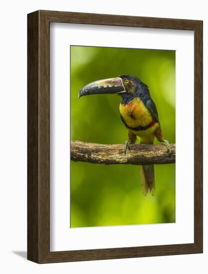 Central America, Costa Rica, Sarapiqui River Valley. Collared Aracari Bird on Limb-Jaynes Gallery-Framed Photographic Print