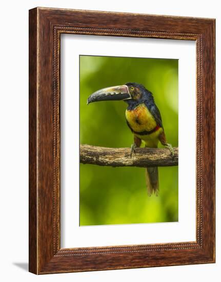 Central America, Costa Rica, Sarapiqui River Valley. Collared Aracari Bird on Limb-Jaynes Gallery-Framed Photographic Print