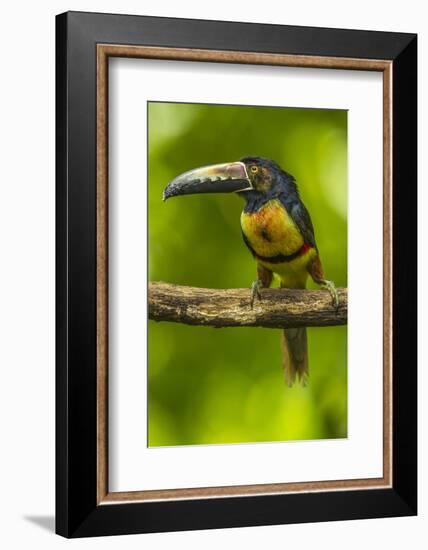 Central America, Costa Rica, Sarapiqui River Valley. Collared Aracari Bird on Limb-Jaynes Gallery-Framed Photographic Print