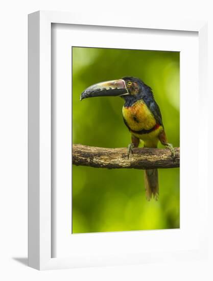 Central America, Costa Rica, Sarapiqui River Valley. Collared Aracari Bird on Limb-Jaynes Gallery-Framed Photographic Print