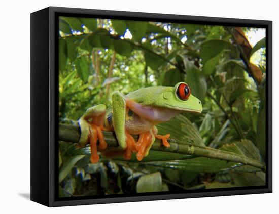 Central America Red-Eyed Treefrog (Agalychnis Callidryas), Central America, Costa Rica-Andres Morya Hinojosa-Framed Premier Image Canvas