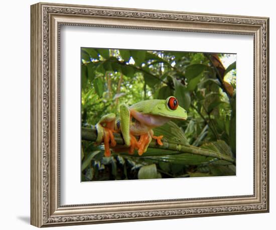 Central America Red-Eyed Treefrog (Agalychnis Callidryas), Central America, Costa Rica-Andres Morya Hinojosa-Framed Photographic Print