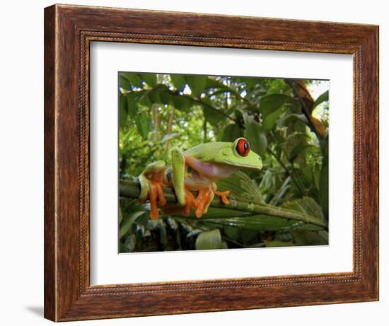 Central America Red-Eyed Treefrog (Agalychnis Callidryas), Central America, Costa Rica-Andres Morya Hinojosa-Framed Photographic Print