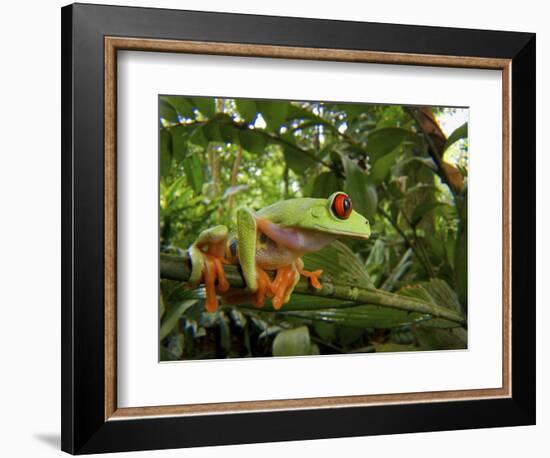 Central America Red-Eyed Treefrog (Agalychnis Callidryas), Central America, Costa Rica-Andres Morya Hinojosa-Framed Photographic Print