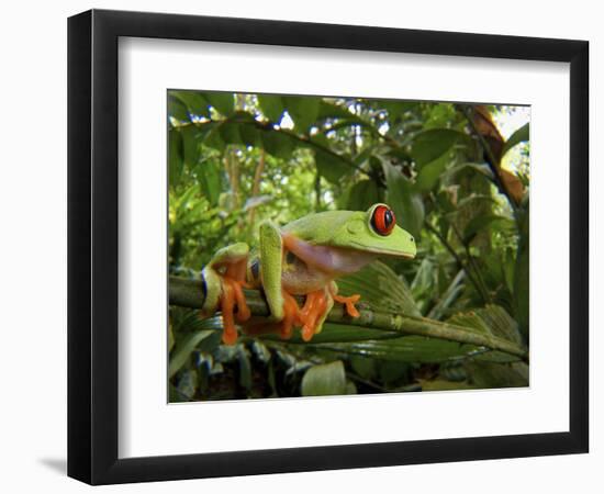 Central America Red-Eyed Treefrog (Agalychnis Callidryas), Central America, Costa Rica-Andres Morya Hinojosa-Framed Photographic Print