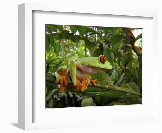 Central America Red-Eyed Treefrog (Agalychnis Callidryas), Central America, Costa Rica-Andres Morya Hinojosa-Framed Photographic Print