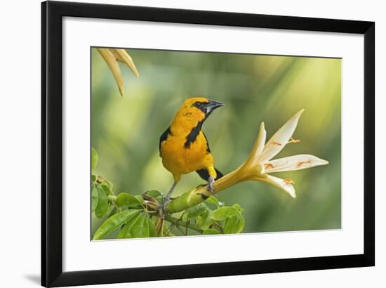 Central America, Yucatan, Mexico. Altamira Oriole in Tabebuia or Caribbean Trumpet Tree-David Slater-Framed Photographic Print