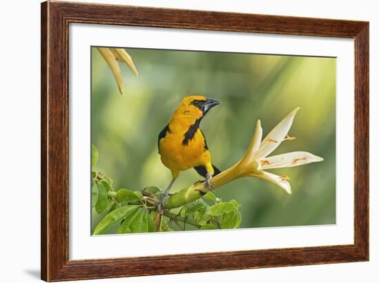 Central America, Yucatan, Mexico. Altamira Oriole in Tabebuia or Caribbean Trumpet Tree-David Slater-Framed Photographic Print