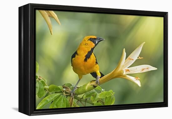 Central America, Yucatan, Mexico. Altamira Oriole in Tabebuia or Caribbean Trumpet Tree-David Slater-Framed Premier Image Canvas