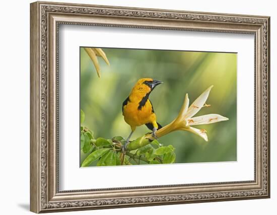 Central America, Yucatan, Mexico. Altamira Oriole in Tabebuia or Caribbean Trumpet Tree-David Slater-Framed Photographic Print