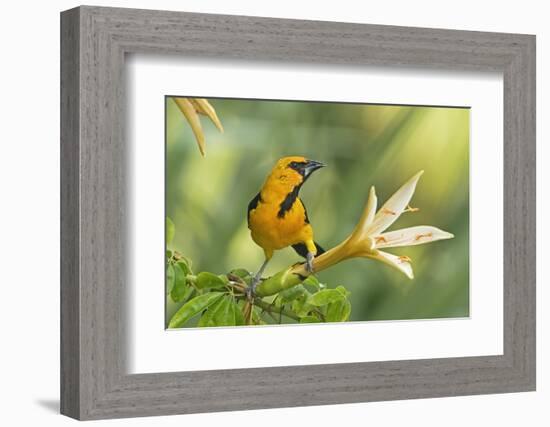 Central America, Yucatan, Mexico. Altamira Oriole in Tabebuia or Caribbean Trumpet Tree-David Slater-Framed Photographic Print