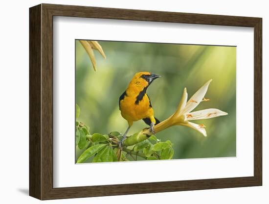 Central America, Yucatan, Mexico. Altamira Oriole in Tabebuia or Caribbean Trumpet Tree-David Slater-Framed Photographic Print